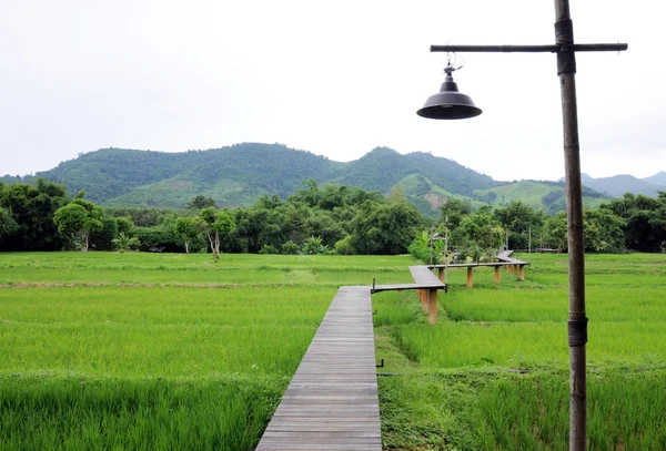 Wood path over rice fields