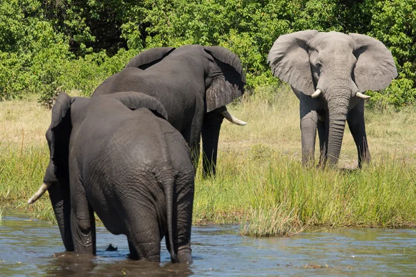 Three african elephants by river Etosha Namibia