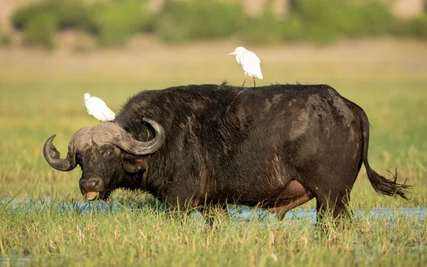 Cape Buffalo Chobe River Botswana