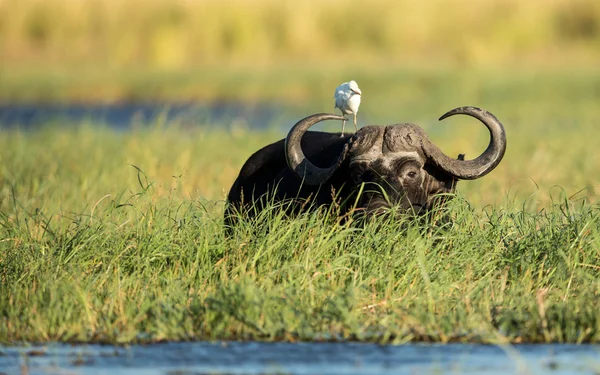 Cape Buffalo Chobe River Botswana