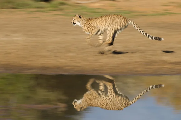 Cheetah (Acinonyx jubatus) running fast