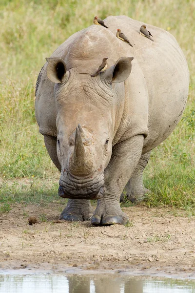 White Rhino (Ceratotherium simum) walking, South Africa