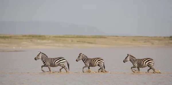 Three plains Zebra running through water, hidden valley, Serengeti, Tanzania