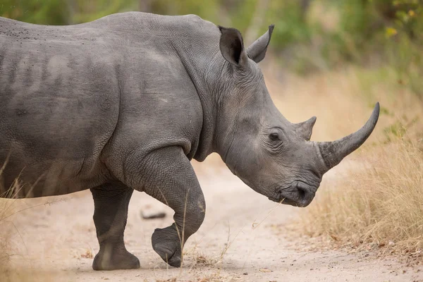 One adult white rhino walking South Africa