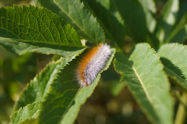 Little orange and white colored worm crawling on a green leaf