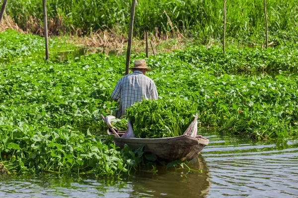 A Thai farmer harvests water spinach in his boat