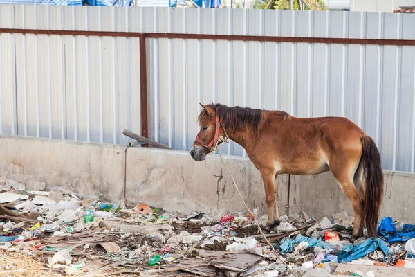 A horse in Thailand stands in the waste and its own excrement.