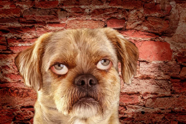 Mixed-Breed Dog with people eyes - Photoshop Composing