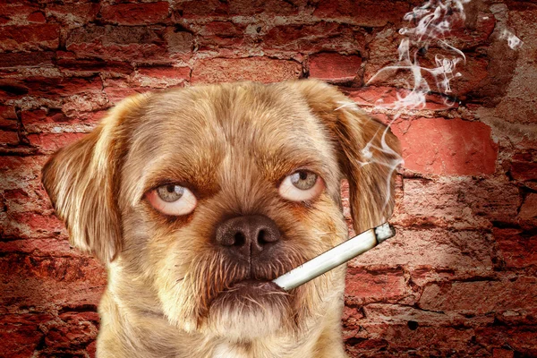 Mixed-breed dog with human eyes and burning cigarette in mouth - photomontage