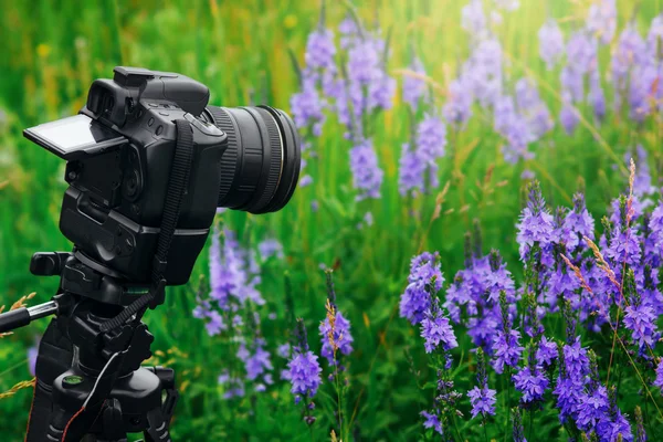 Digital professional camera on tripod shoot flowers in garden