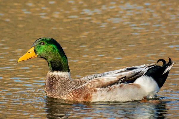 Duck with green neck swimming on water pond