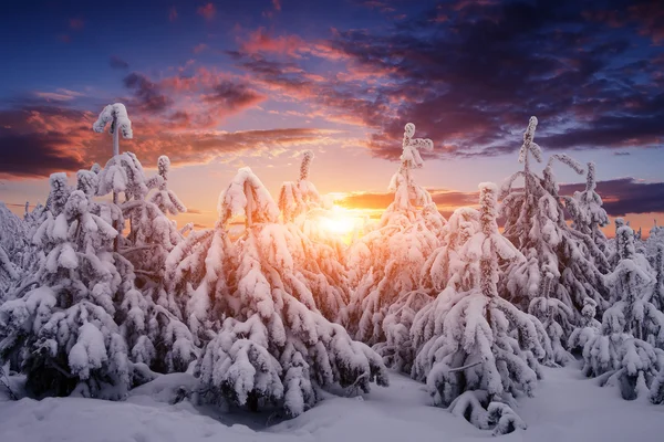 Beautiful winter nature landscape. Trees covered snow