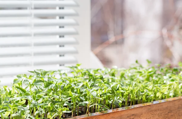 Seedling of pepper on the window sill.