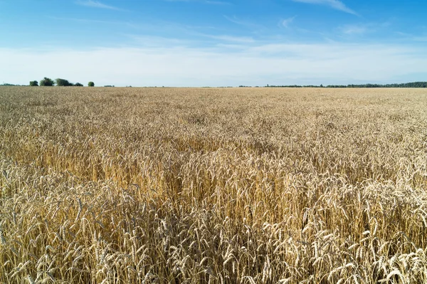 Field with wheat for export.