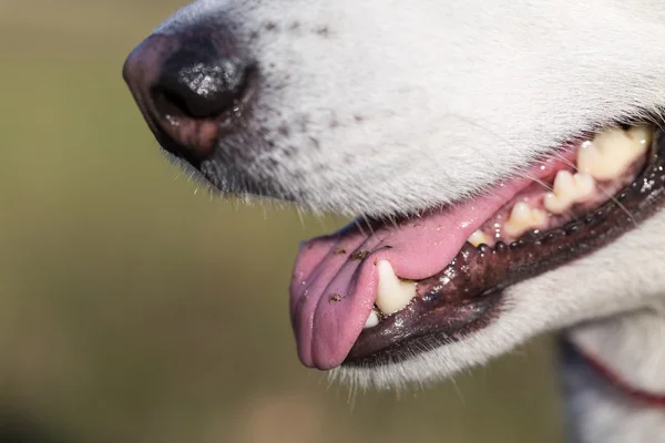 Tongue and teeth of Siberian Husky.