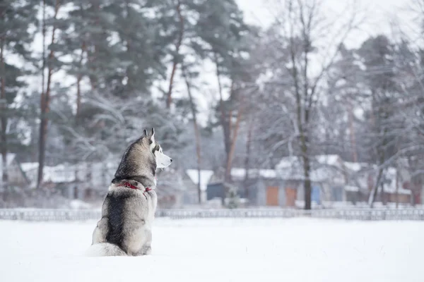 Siberian Husky sits on snow back to photographer.