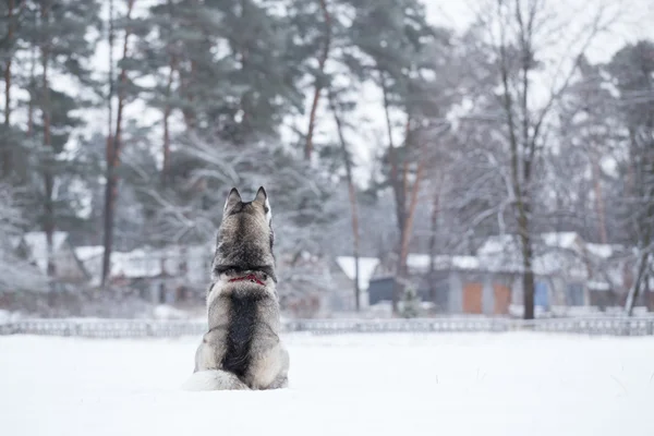 Siberian Husky sits on snow back to photographer.