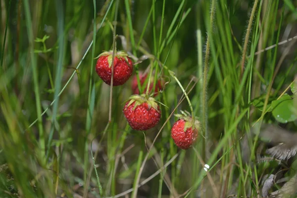 Field strawberry macro