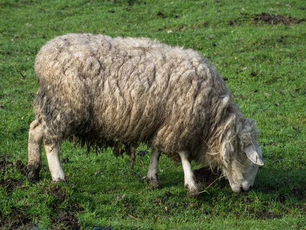 Sheeps in germany