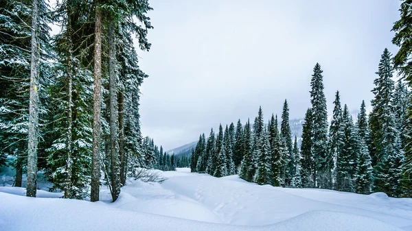 Deep Snow Pack in the Mountain Forest