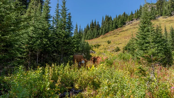Cows grazing in the high alpine meadows