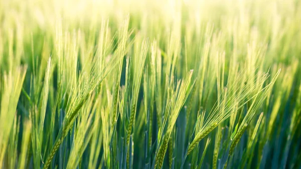 Sunny Barley wheat field - background of fresh spring Green yellow Barley field