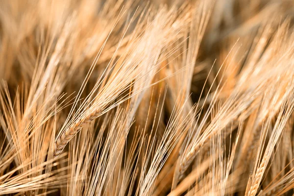 Sunny gold Barley field