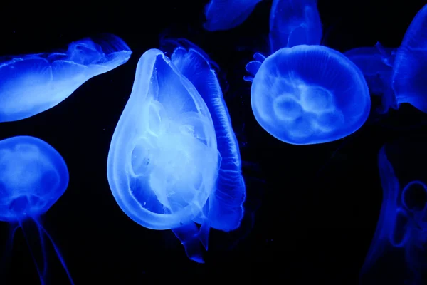 Moon jellyfish moving in the water