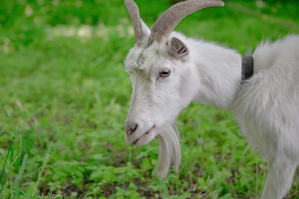 White goat grazing in a green oasis. close-up portrait