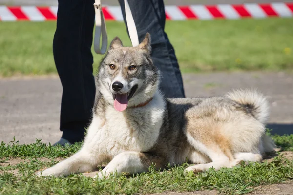 Gomel, Belarus - May 27: Exhibition of hunting dogs. competitions in conformation May 27, 2013 in Gomel, Belarus ..