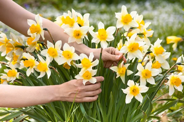Hands picking narcissus flowers in the garden