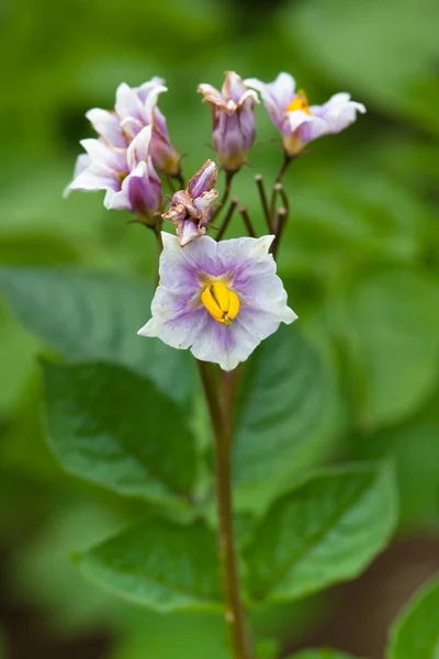 Blooming potato