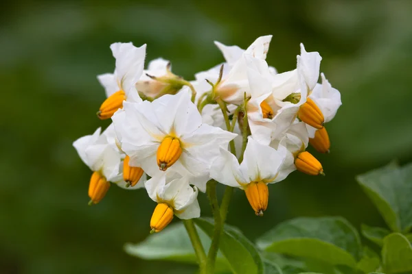 Flowers of potato