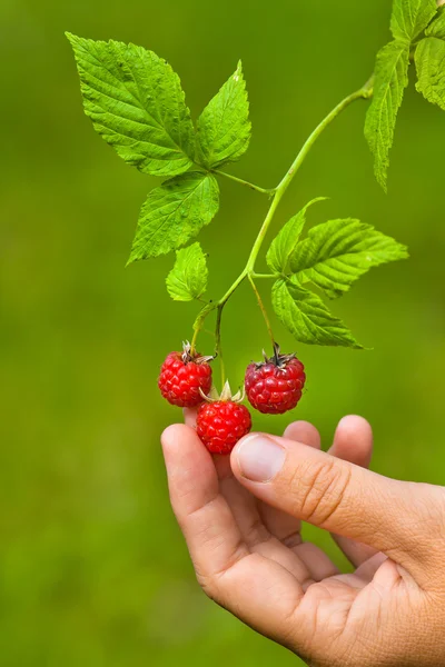 Hand picking raspberries, closeup