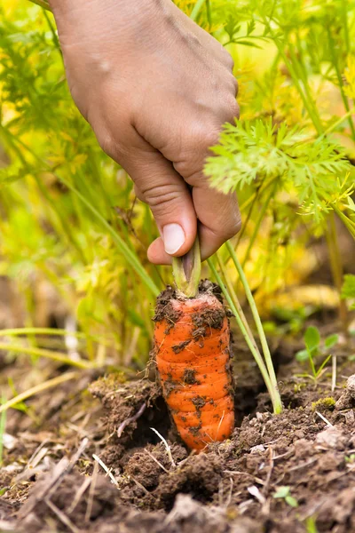 Hand pulling carrot in vegetable garden