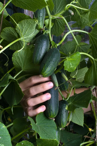 Hand picking cucumber in the vegetable garden, closeup