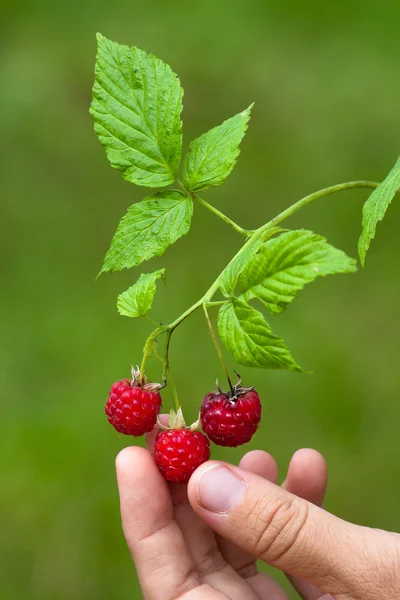 Hand picking berries of raspberries, closeup
