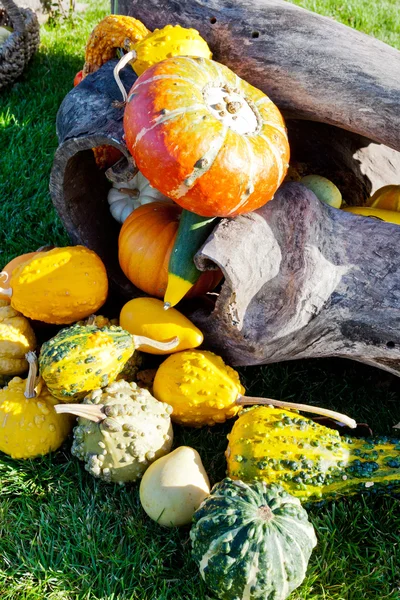 Variety of pumpkins and cucumbers, Halloween in the garden, Troja, Prague, Czech republic