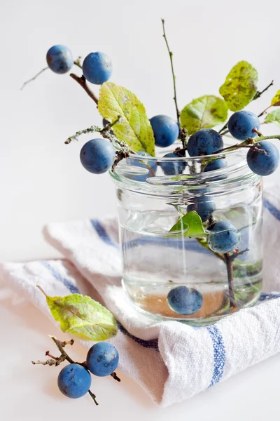 Blackthorn with ripe blue berries / Prunus spinosa