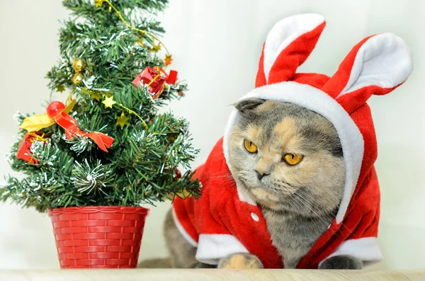 Christmas cat dressing up in red rabbit costume