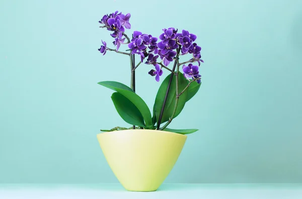 Purple orchid flower in yellow pots on a light blue background