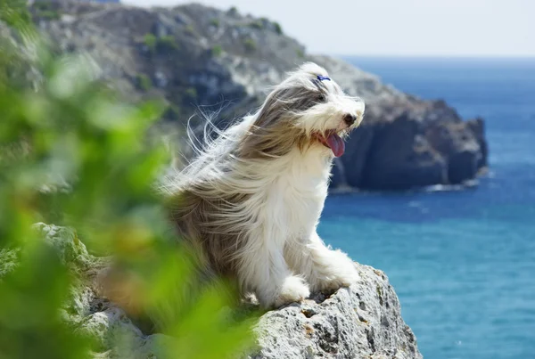 Dog breed bearded collie walk the dog