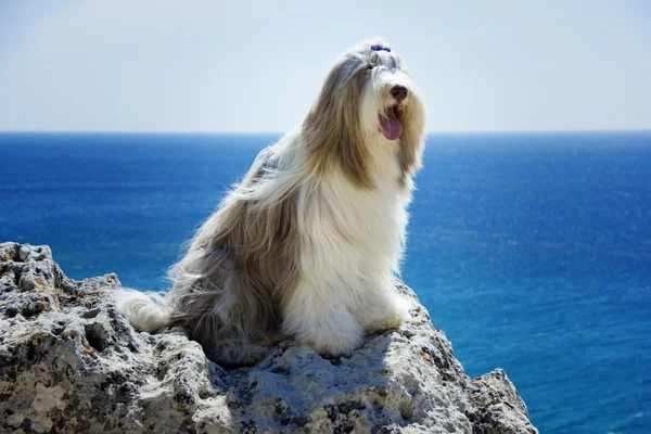 Dog breed bearded collie nature walk the dog