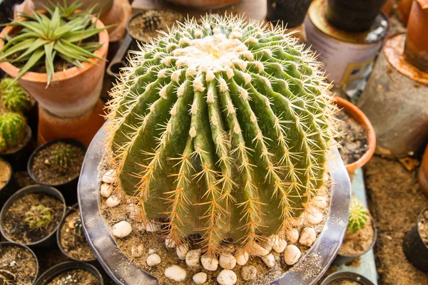 Cactus. Green cactus thorns in the cultivation bowl ,it has lots