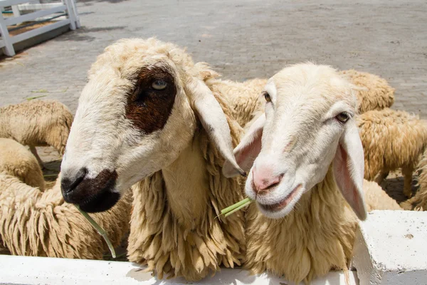 Closeup face of sheep in farm