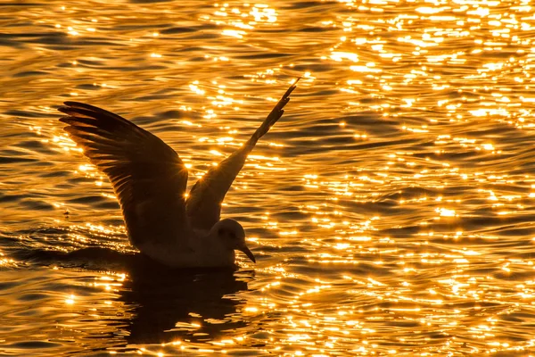 Seagull floating in the sea at sunset.