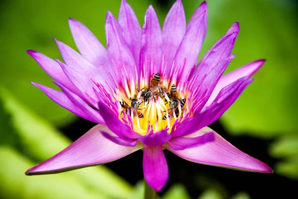 Bee swarm lotus bloom in the morning
