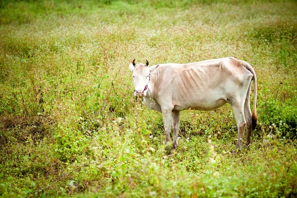 Cow standing in a green meadow.
