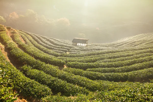 Green tea field in Doi Angkhang, Chiang mai, Thailand.