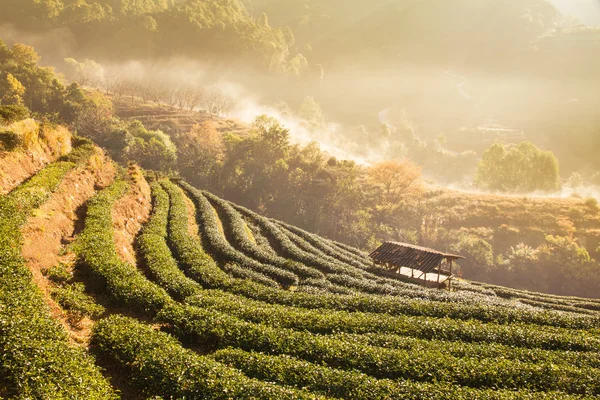 Green tea field in Doi Angkhang, Chiang mai, Thailand.